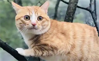如何测试自家猫的智商程度
