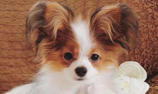 揭秘蝴蝶犬:颜值与智慧并存的“汪星小精灵” 揭秘蝴蝶犬:颜值与智慧并存的“汪星小精灵”