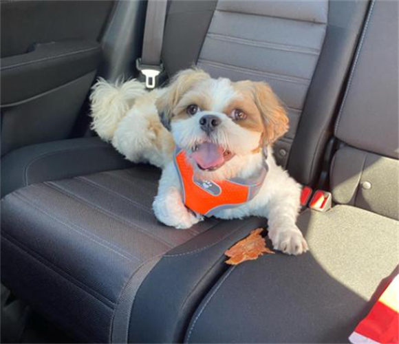 萌态尽显:西施犬优雅灵动的外形特征 萌态尽显:西施犬优雅灵动的外形特征