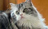猫肚子大是怎么回事鼓鼓的