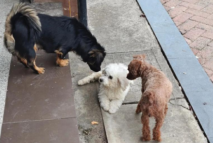 犬只弃养现象追踪——株洲文明养犬 犬只弃养现象追踪——株洲文明养犬