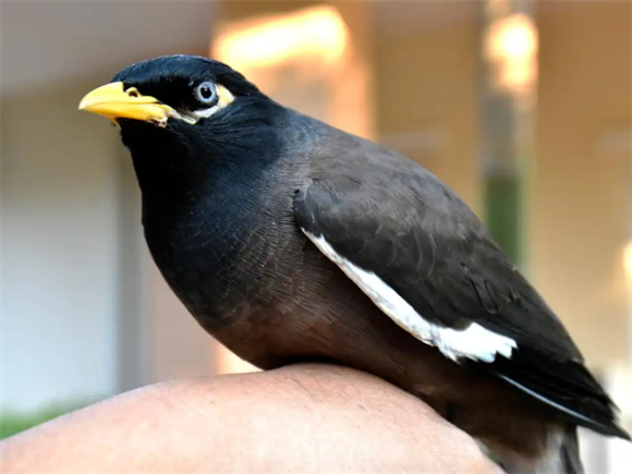 杰出的飞行者与种子传播者——八哥 杰出的飞行者与种子传播者——八哥