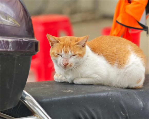橘猫皮肤病:藏在绒毛里的健康隐患 橘猫皮肤病:藏在绒毛里的健康隐患