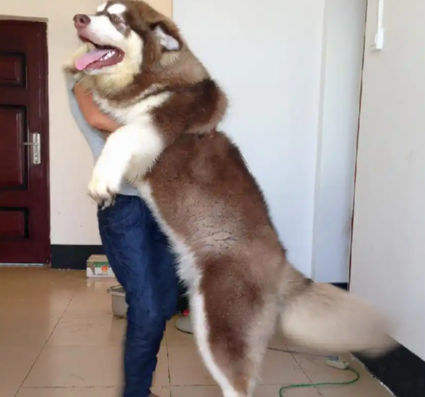 为什么很多人后悔养阿拉斯加雪橇犬?原来,是有这5个硬伤 为什么很多人后悔养阿拉斯加雪橇犬?原来,是有这5个硬伤
