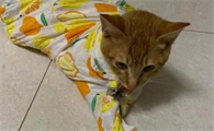 猫咪食欲不振吃什么开胃