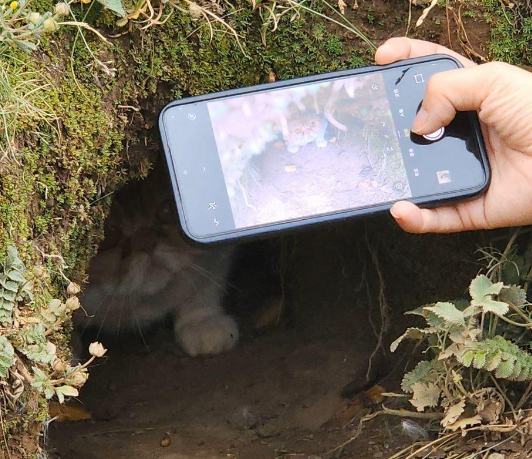 川西土拨鼠把一只宠物加菲猫“拐”进洞? 川西土拨鼠把一只宠物加菲猫“拐”进洞?