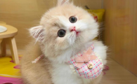 猫薄荷使用注意事项