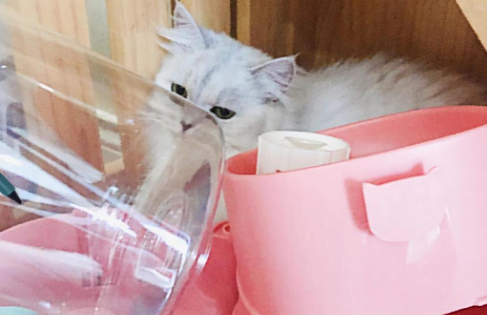 佩贝乐自动饮水喂食碗：让猫咪用餐更从容的贴心设计