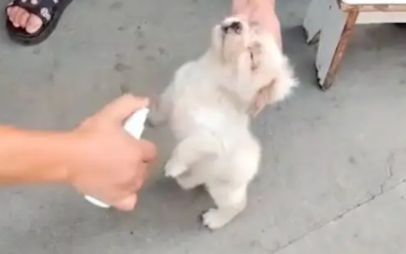 捡到一只全身是跳蚤的小狗,喷驱虫洗澡掉了上千只 捡到一只全身是跳蚤的小狗,喷驱虫洗澡掉了上千只