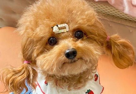 狗鼻子颜色变浅还能变回来吗 狗鼻子颜色变浅还能变回来吗