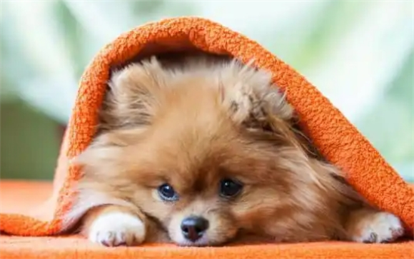博美犬寿命一般多少年?养宠人必知的寿命延长指南 博美犬寿命一般多少年?养宠人必知的寿命延长指南