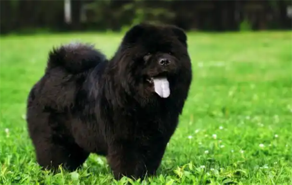 松狮犬有5种颜色,哪种颜色是你喜欢的? 松狮犬有5种颜色,哪种颜色是你喜欢的?