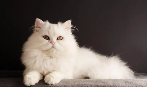 猫咪舔毛后皮肤出现红斑怎么办