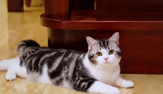 冬季猫咪舔毛次数会减少吗