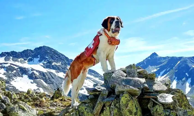 圣伯纳犬细小病毒防治指南：从识别到康复全流程
