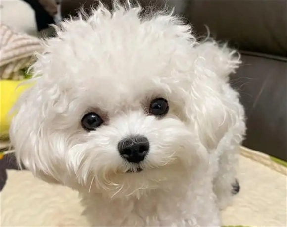 宠物狗生病一抽一抽是什么原因啊