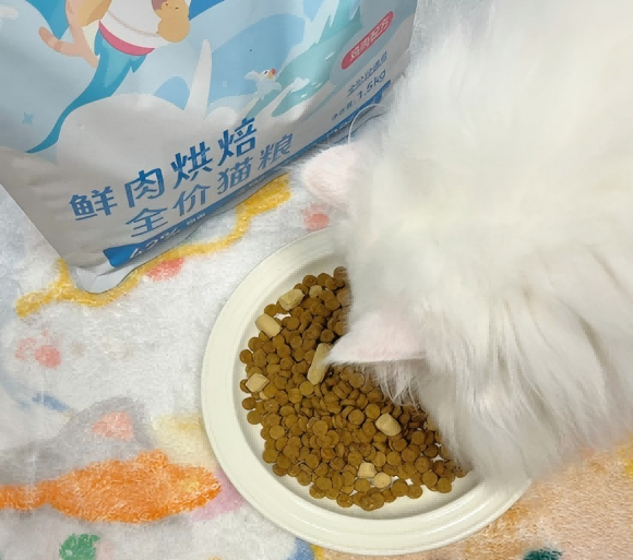 橘猫吃什么猫粮？乐顿猫粮科学打破“大橘为重”传统印象