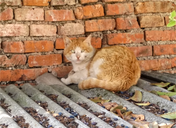 猫肝吸虫病怎么治疗 猫肝吸虫病怎么治疗