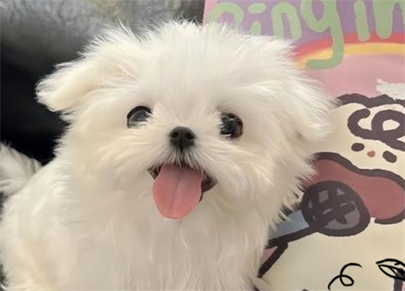 狗狗绝育后最难熬的三个阶段