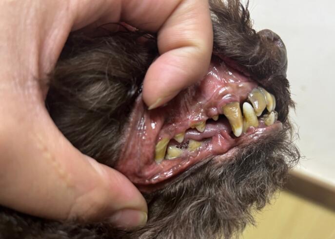 老年犬牙齿松动要怎么护理 老年犬牙齿松动要怎么护理
