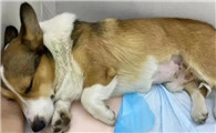 狗尿道有黄绿色分泌物怎么办