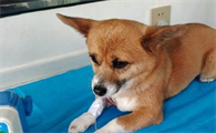 狗狗发烧能坚持多久