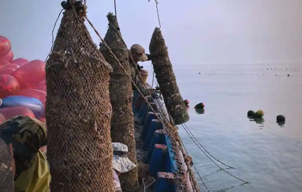 大力发展海洋牧场,烟台这里30万笼扇贝喜迎丰收 大力发展海洋牧场,烟台这里30万笼扇贝喜迎丰收