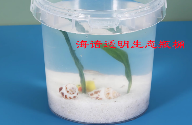 海谙透明生态瓶桶:指尖上的微型生态秘境 海谙透明生态瓶桶:指尖上的微型生态秘境