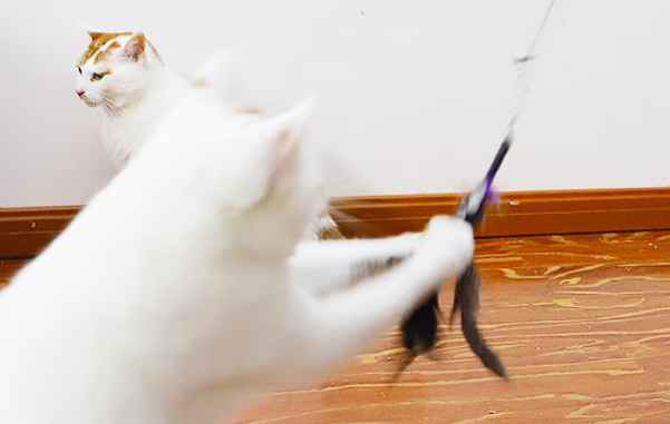 Karlie逗猫棒：开启人猫欢乐互动的耐用神器