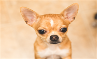 别被体型骗了!小鹿犬隐藏的“小勇士”性格揭秘