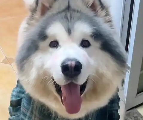 潘宏再陷风波:宠物狗在其指定的托运公司死亡 潘宏再陷风波:宠物狗在其指定的托运公司死亡