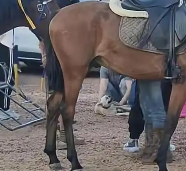 未拴绳法斗犬咬马后续：狗主人反要索赔，游客受轻伤，三方已私了