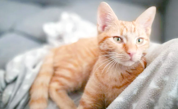 绝育后猫还会有发情迹象吗