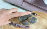 狗狗脚掌开裂是缺少什么营养