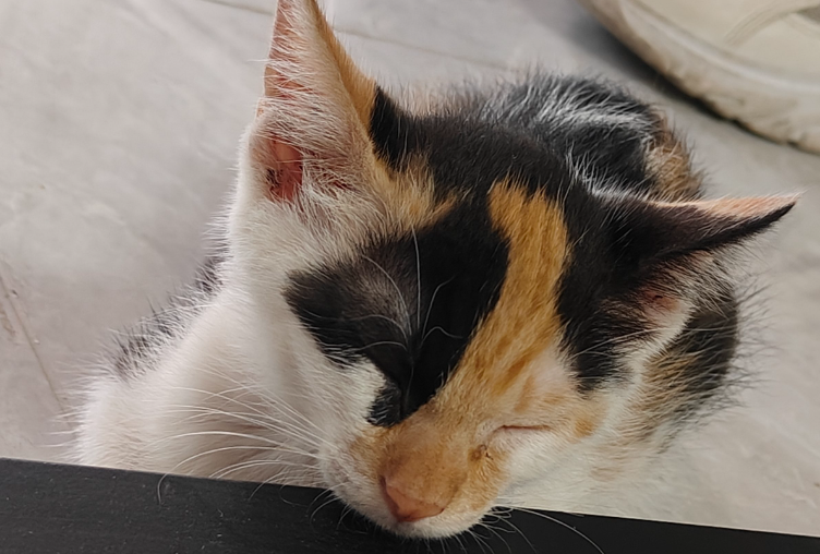 猫咪黑下巴症状有哪些