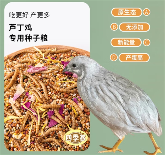 从雏羽到产蛋季,四季客芦丁鸡粮的科学守护之路 从雏羽到产蛋季,四季客芦丁鸡粮的科学守护之路