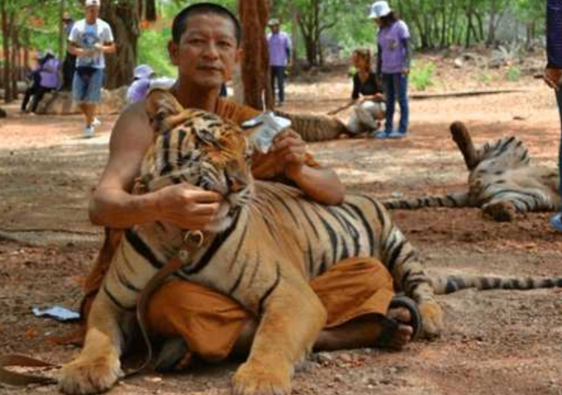 村民将受伤老虎送往寺庙，不料却又让老虎陷入困境 
