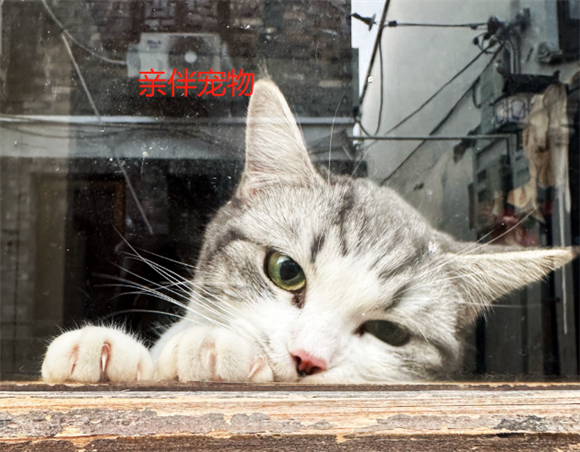 亲伴宠物怎么样