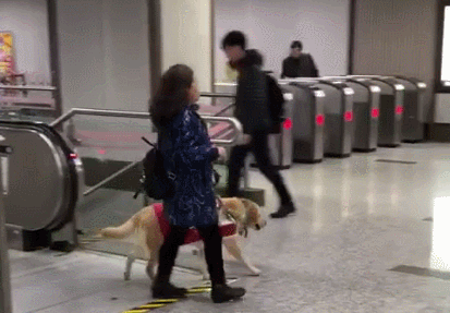 被这条聪明的导盲犬暖到了，带着主人坐扶梯，差点走错了路！ 