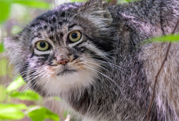 帕拉斯猫为什么被禁养呢? 帕拉斯猫为什么被禁养呢?