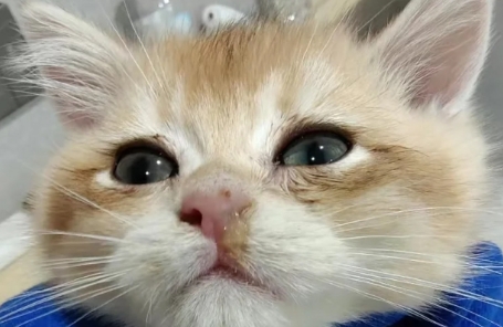 猫咪流感的症状是什么 猫咪流感的症状是什么