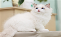 猫咪呼吸异常是咋回事