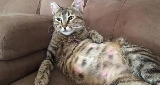 猫咪怀孕了要注意些什么 猫咪怀孕了要注意些什么