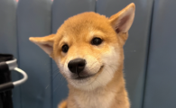 狗狗趾间炎怎么治疗