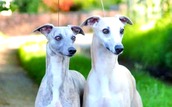 狗狗饲养选择哪个好?惠比特犬气质优雅,值得宠主饲养! 狗狗饲养选择哪个好?惠比特犬气质优雅,值得宠主饲养!