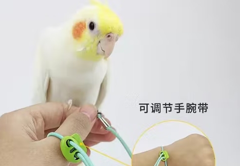 青松宠鹦鹉放飞绳怎么样 青松宠鹦鹉放飞绳怎么样
