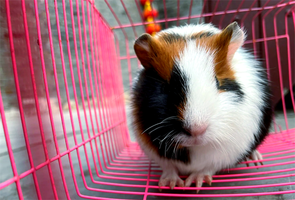 荷兰猪食欲侦探:解密小宠进食异常的5大原因 荷兰猪食欲侦探:解密小宠进食异常的5大原因