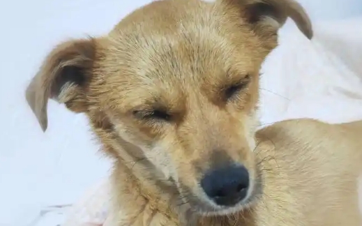 狗狗犬瘟多少天算撑过去了