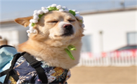 宠物狗狗肝炎能治好的几率大吗