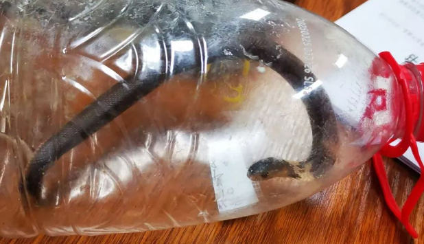 广西一大爷被眼镜蛇咬伤，竟把“凶手”装瓶带到医院